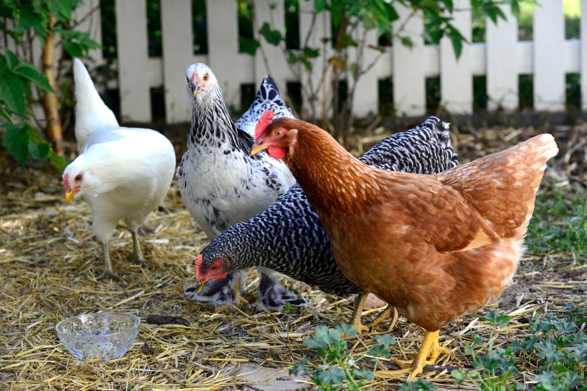 Different varieties of chickens in a backyard.