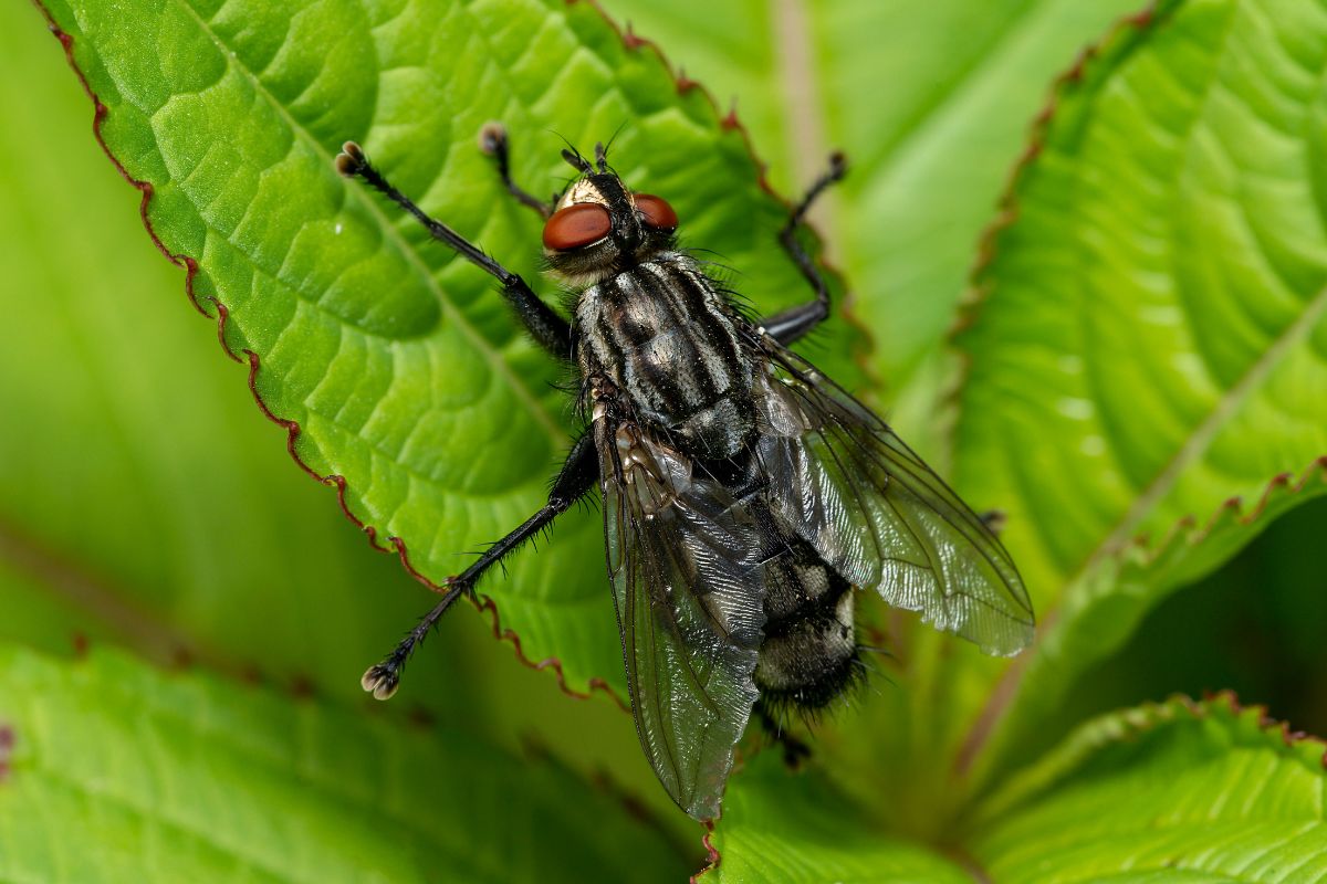 A close-up of blowfly on a green leaf.