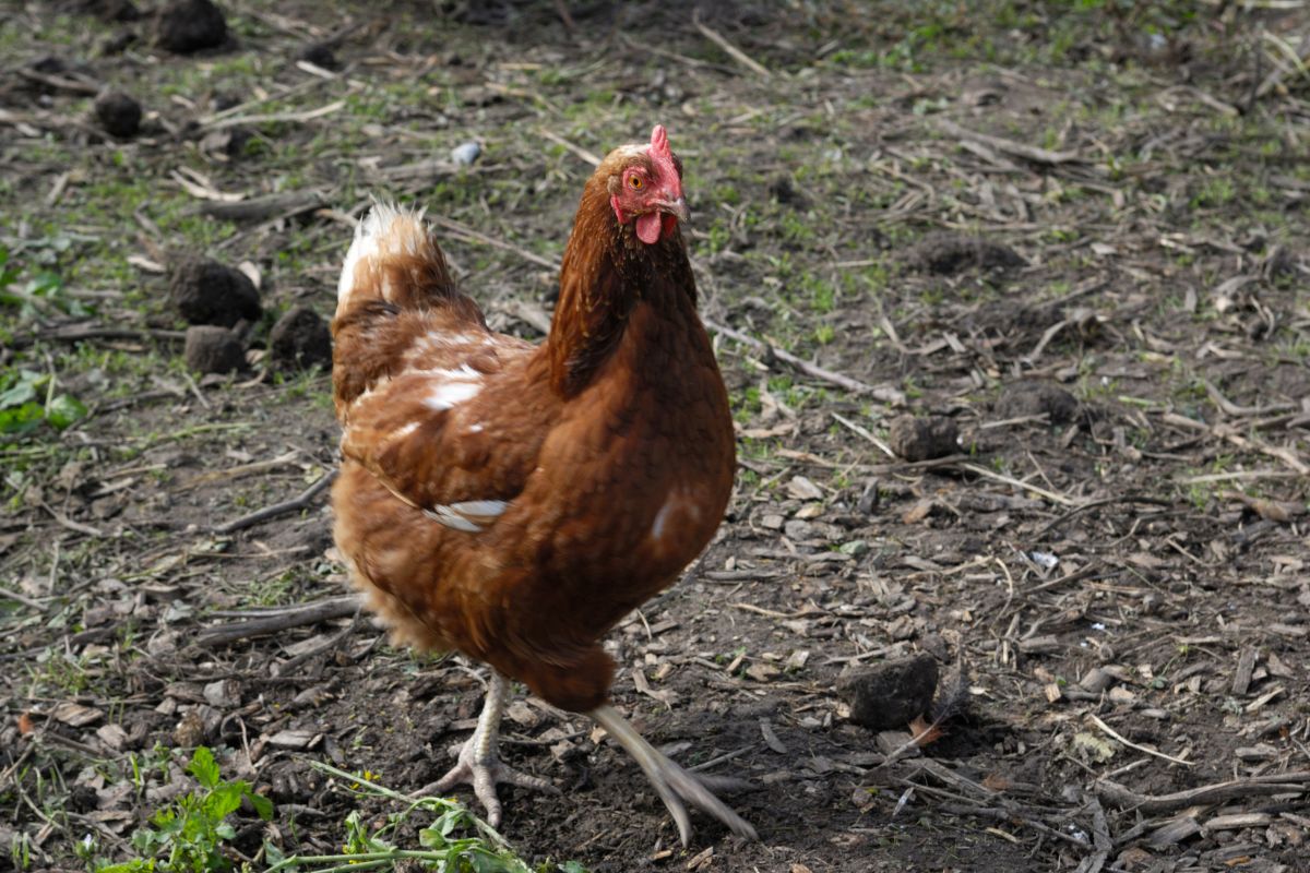 A brown chicken wandering in a backyard.