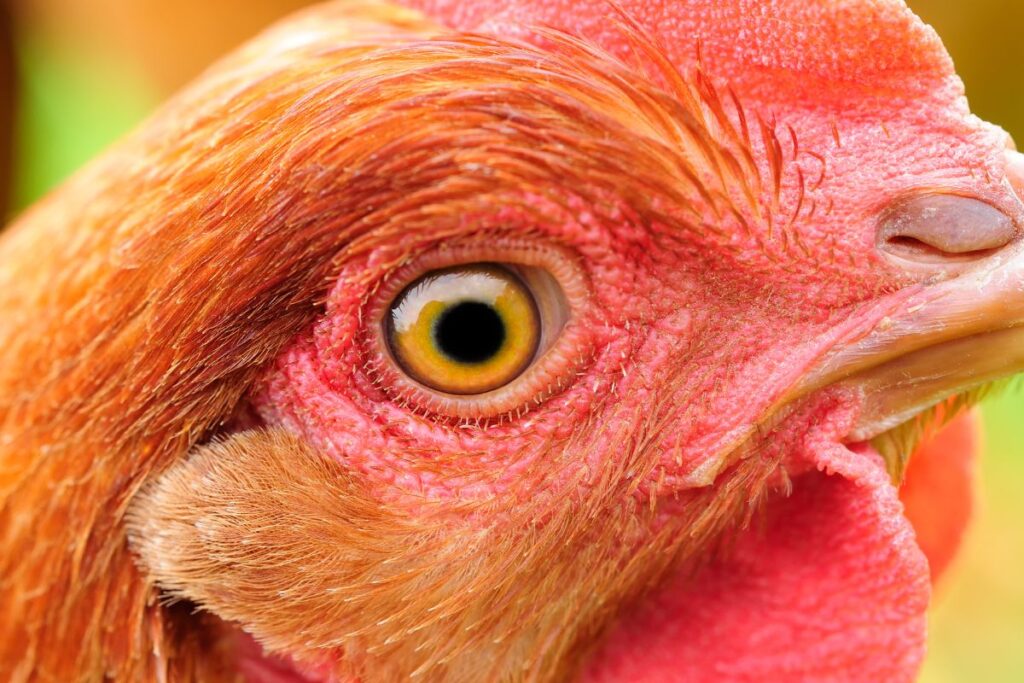 How Many Eyelids Do Chickens Have? (3 Here's Why!+ Video) Chicken