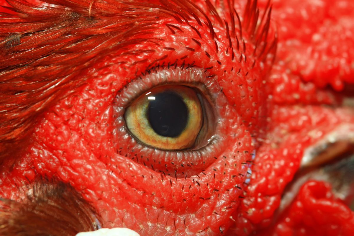 Chicken eye.