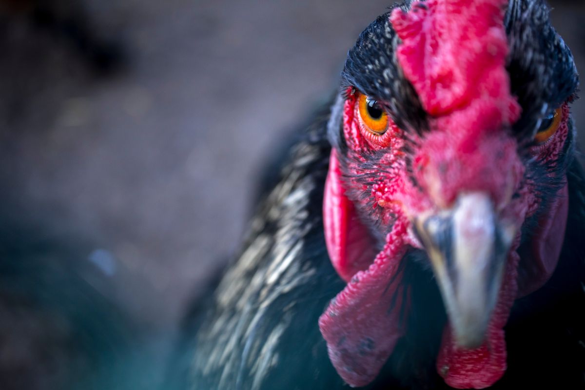 A close-up of a chicken head.