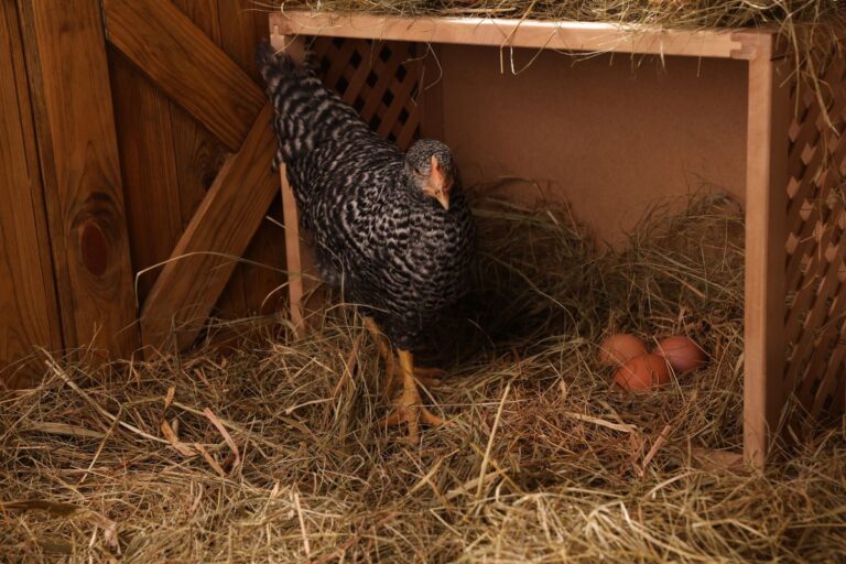 How To Keep Chickens From Sleeping in Nesting Boxes 5 Methods