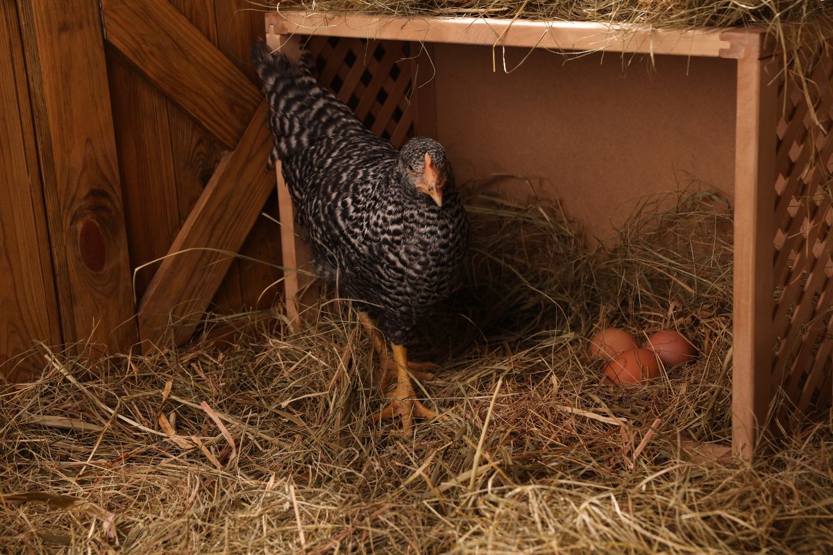 A gray chicken walking past the nesting box with chicken eggs.