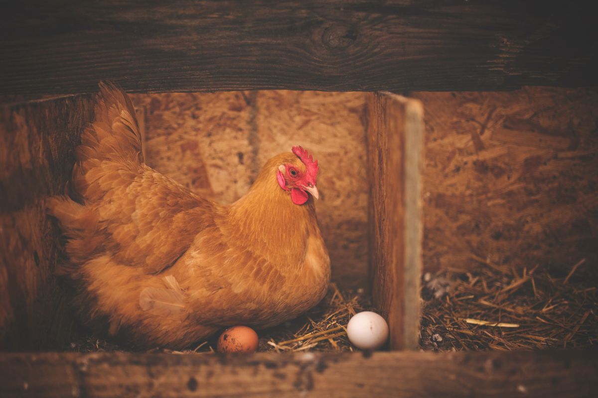 A brown chicken lay an egg in a nest box.