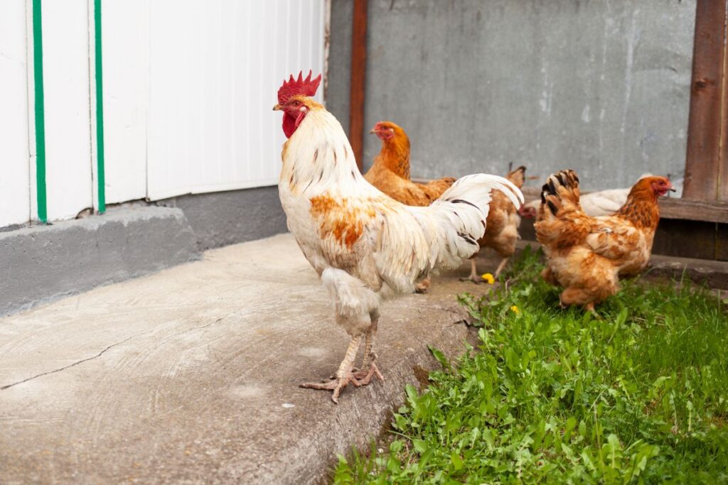 How To Keep Neighbors Chickens Out of My Yard? 6 Methods Chicken