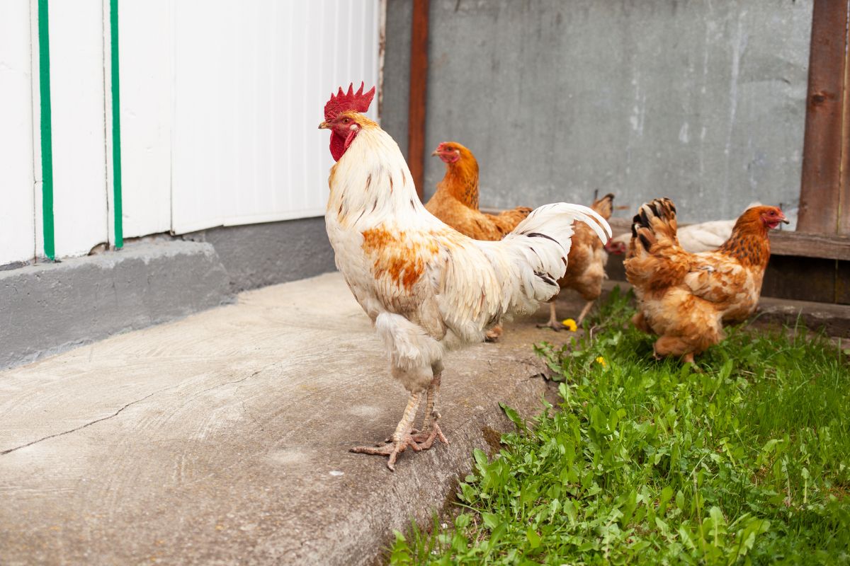 A rooster and a bunch of chickens in a backyard near a fence.