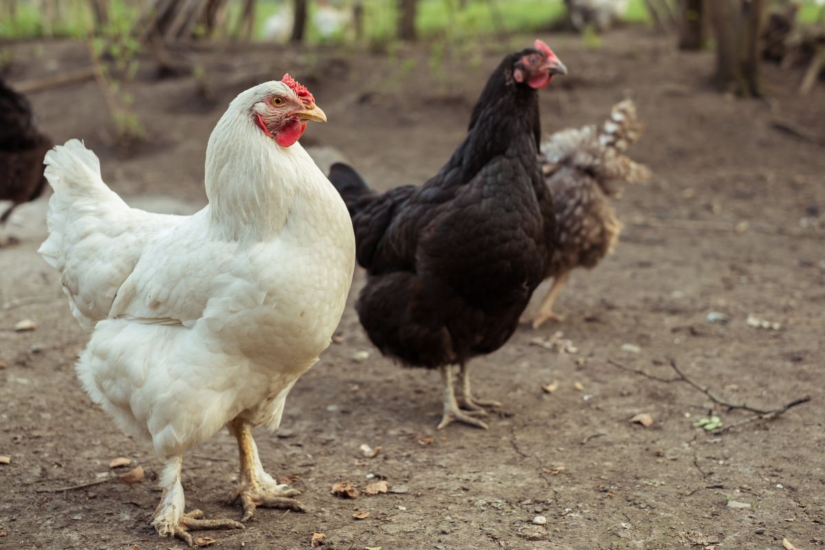 A bunch of big chickens in a backyard.