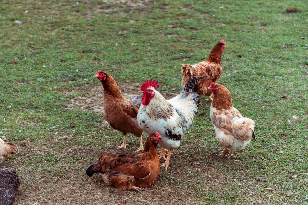 A rooster and 4 brown chickens in a backyard.