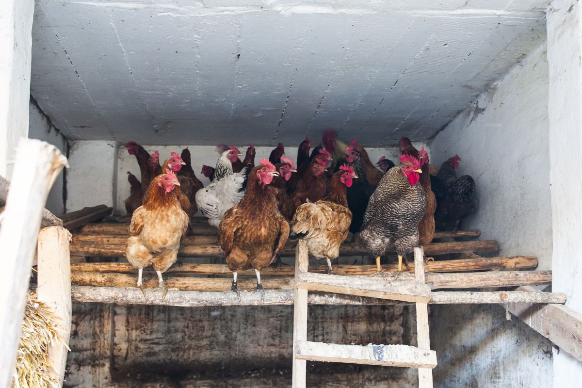 A chicken flock resting on rooster bars in a chicken coop.
