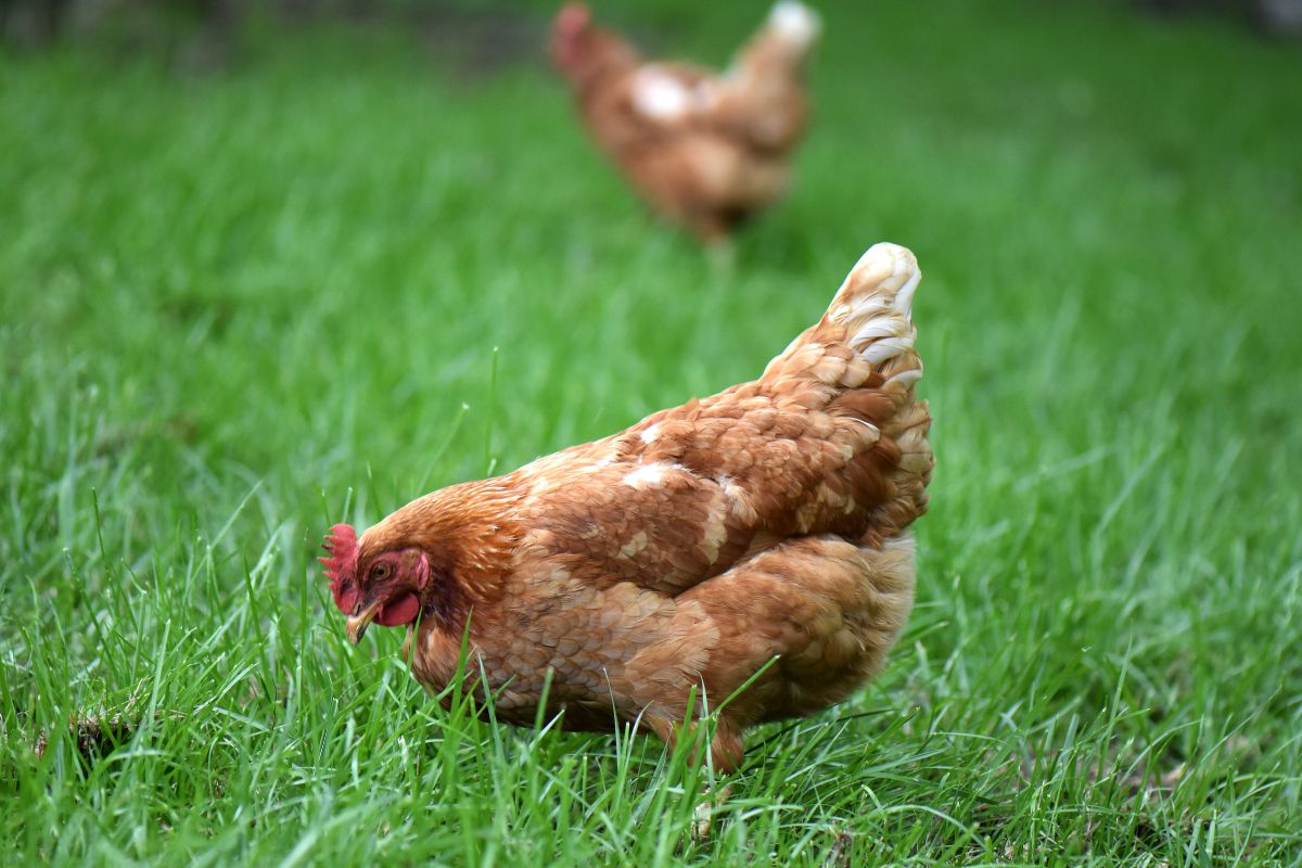 Two brown chickens on a green pasture.