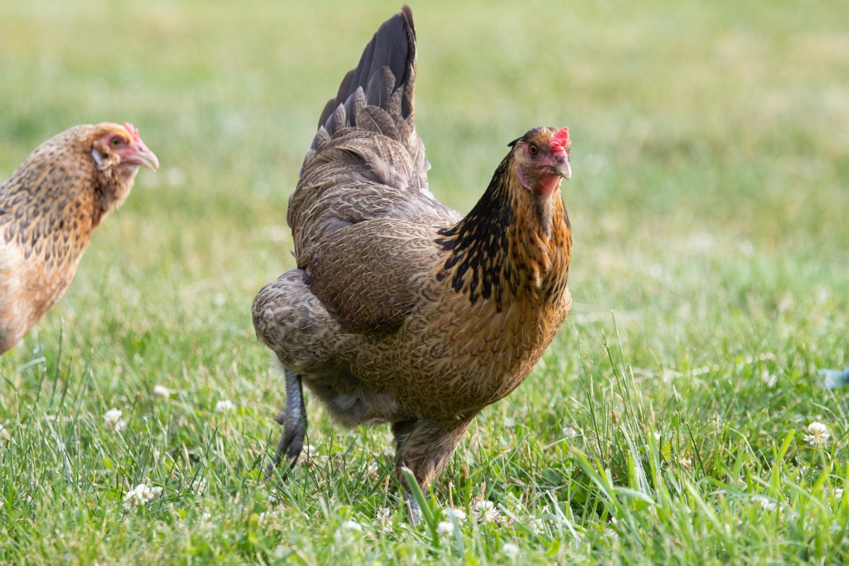 Two brown chickens on a green backyard pasture.