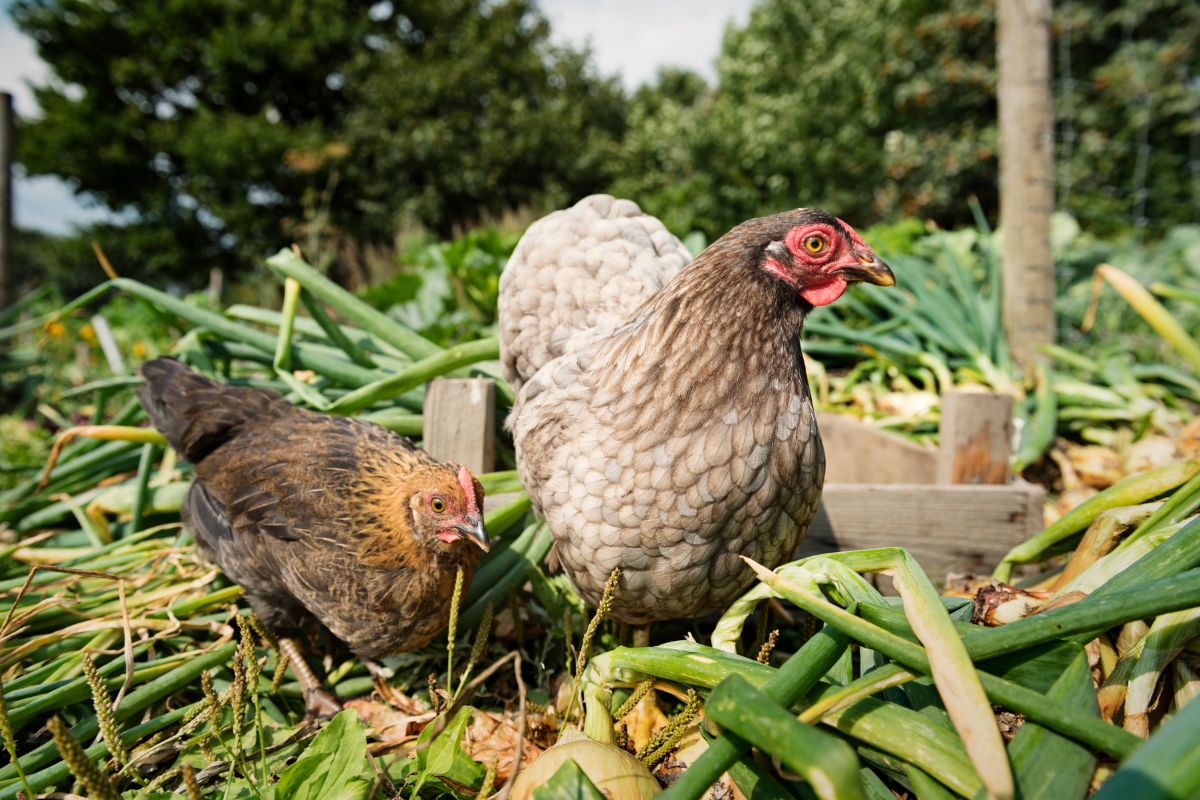 Two brown chickens in a backyard garden.