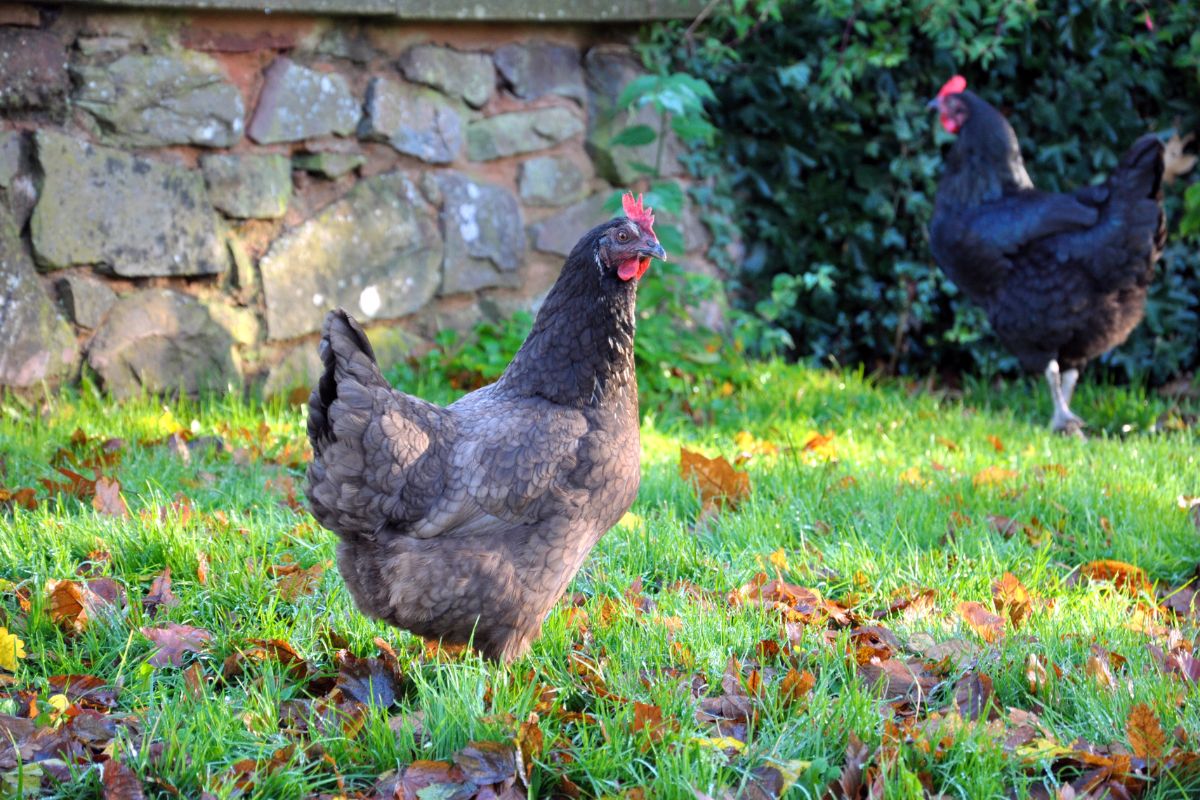 Two gray chickens roaming in a backyard.
