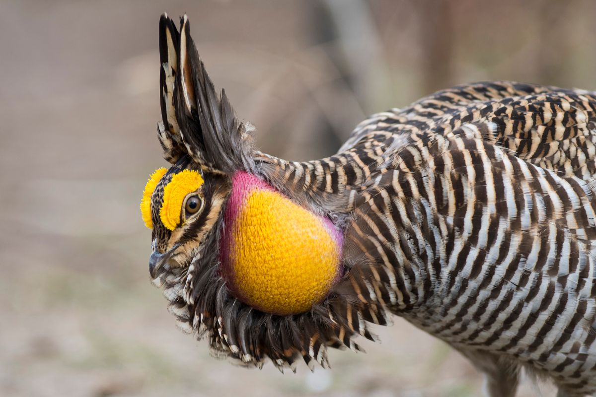 A  greater prairie chicken.