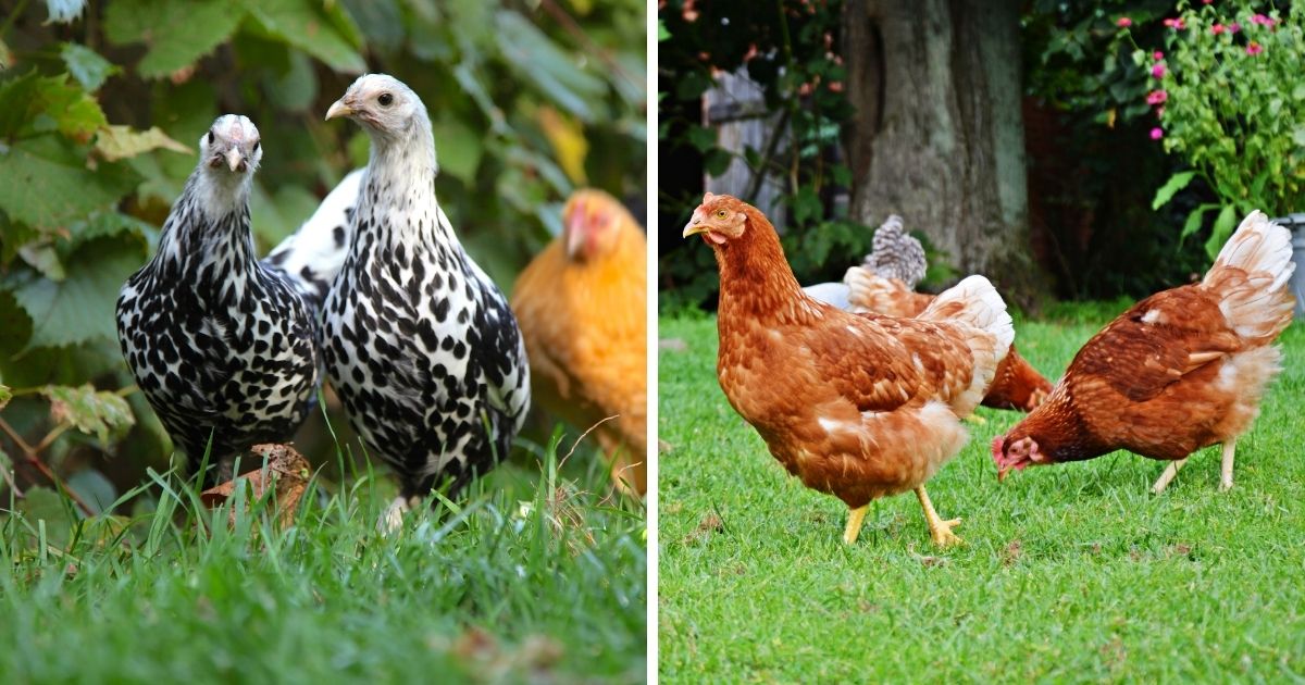 How Many Chickens for a Family of 4 To Supply Eggs and Meat? - Chicken ...