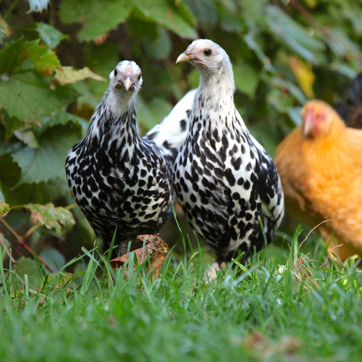 How To Keep Neighbors Chickens Out of My Yard? 6 Methods Chicken
