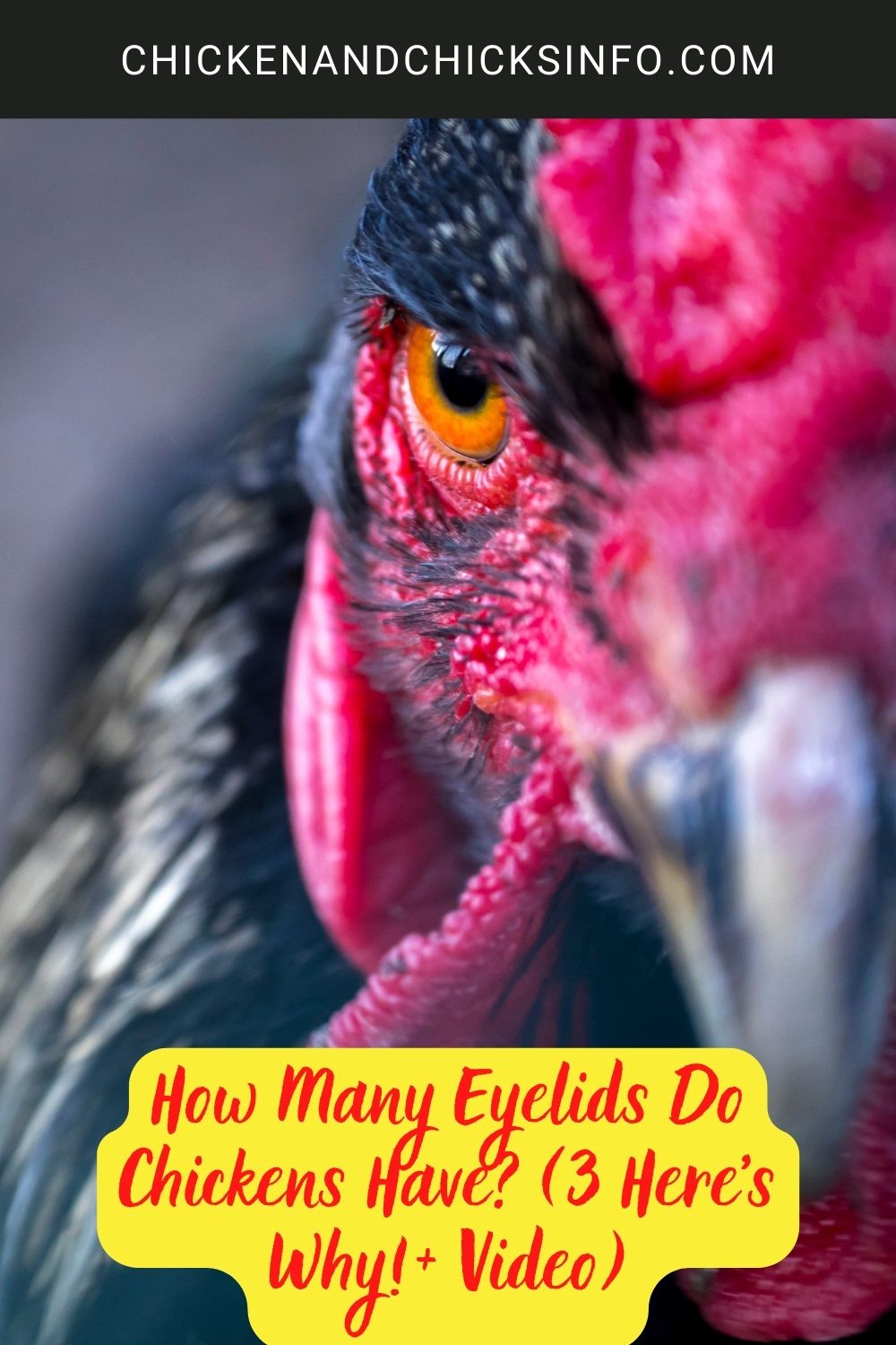 How Many Eyelids Do Chickens Have? (3 Here's Why!+ Video) poster.
