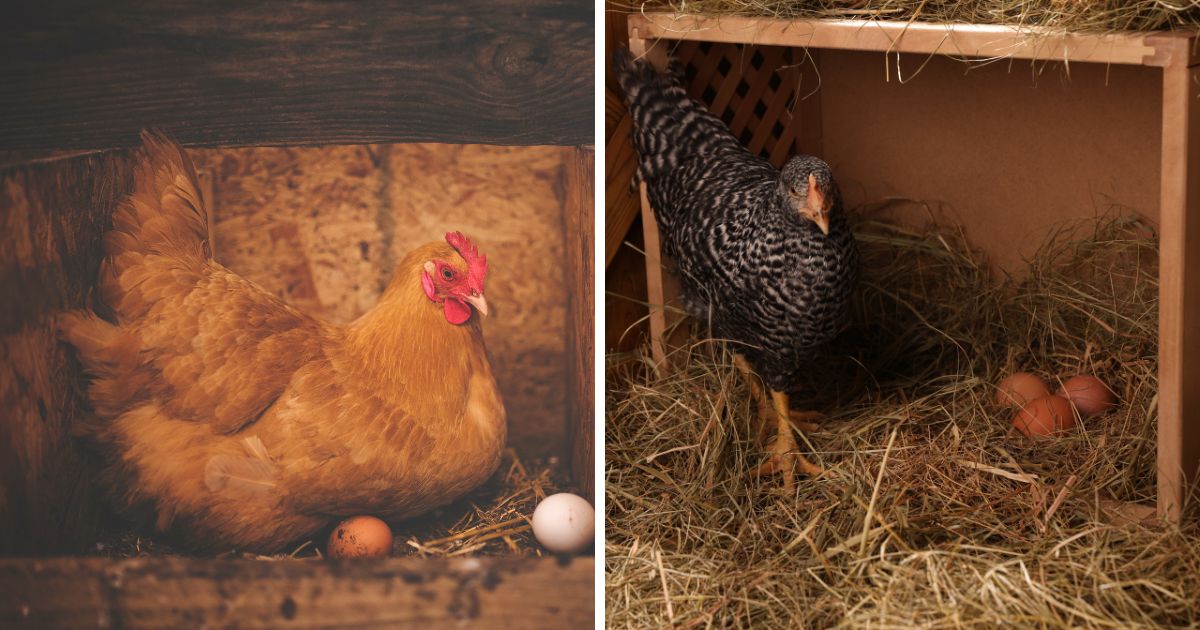 How To Keep Chickens From Sleeping in Nesting Boxes 5 Methods