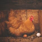 A brown chicken lay an egg in a nesting box.