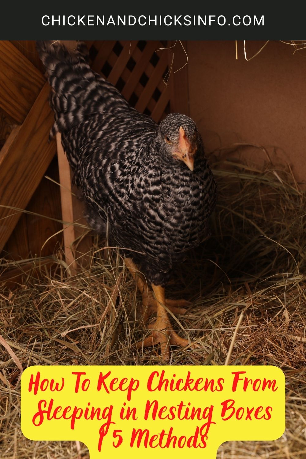 How To Keep Chickens From Sleeping in Nesting Boxes | 5 Methods poster.
