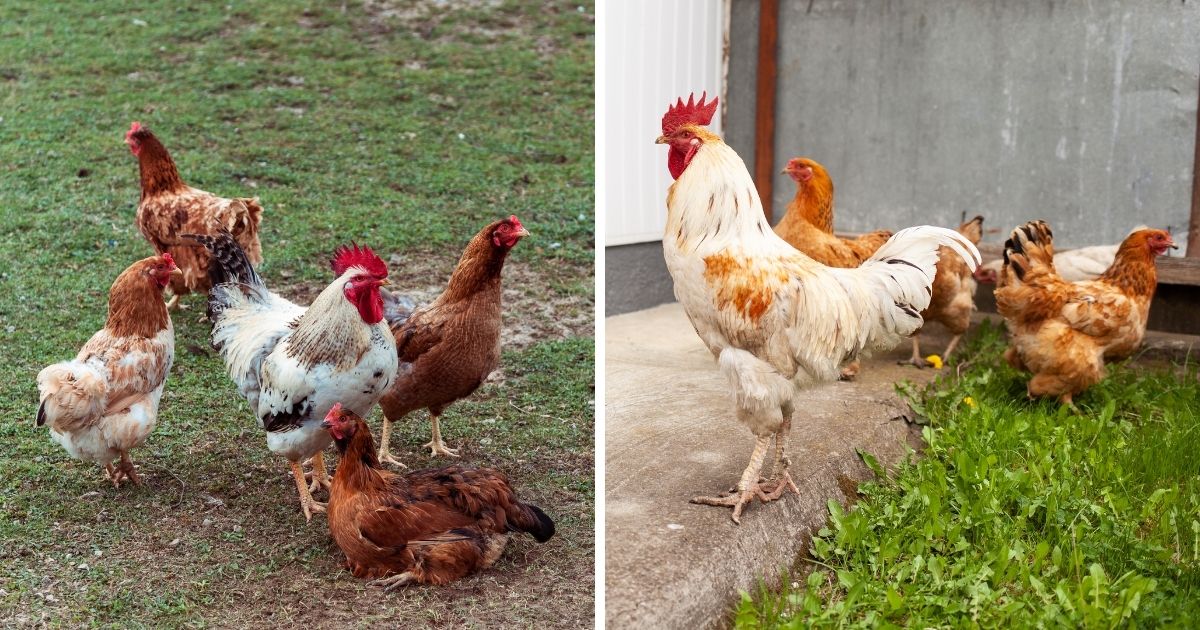 How To Keep Neighbors Chickens Out of My Yard? 6 Methods - Chicken ...