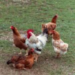 Chicken flock with a rooster in a backyard.