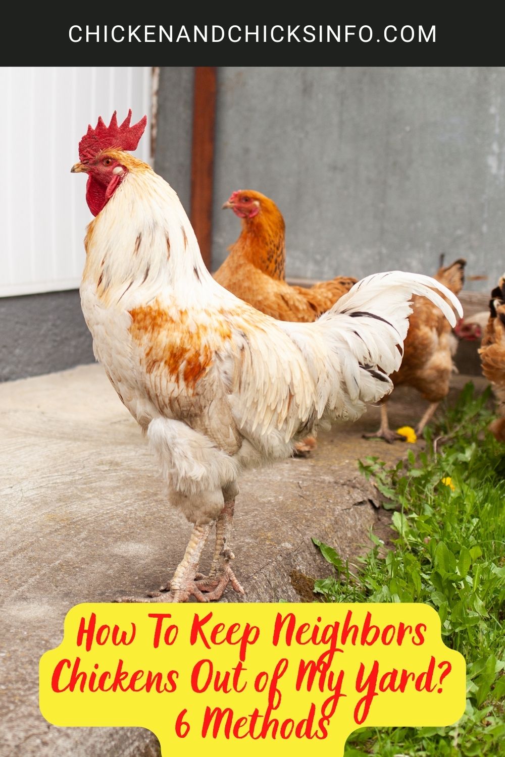 How To Keep Neighbors Chickens Out of My Yard? 6 Methods poster.
