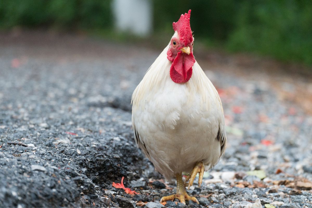 White leghorn chicken in a backyard.