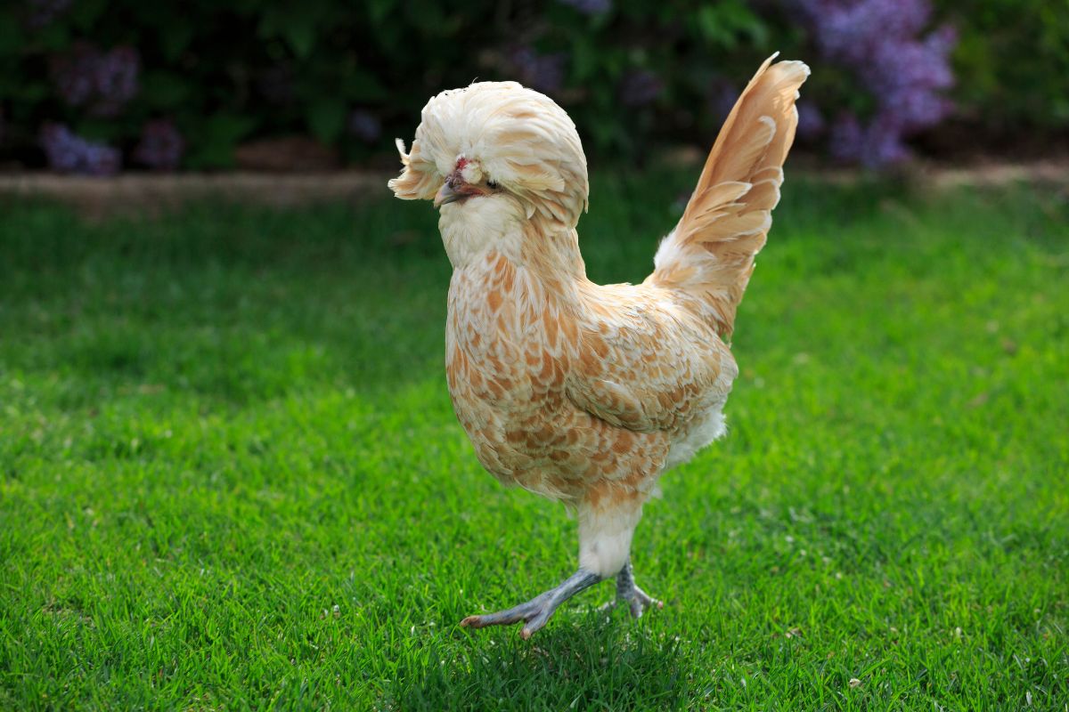 A cute fluffy polish chicken wandering on  a green lawn