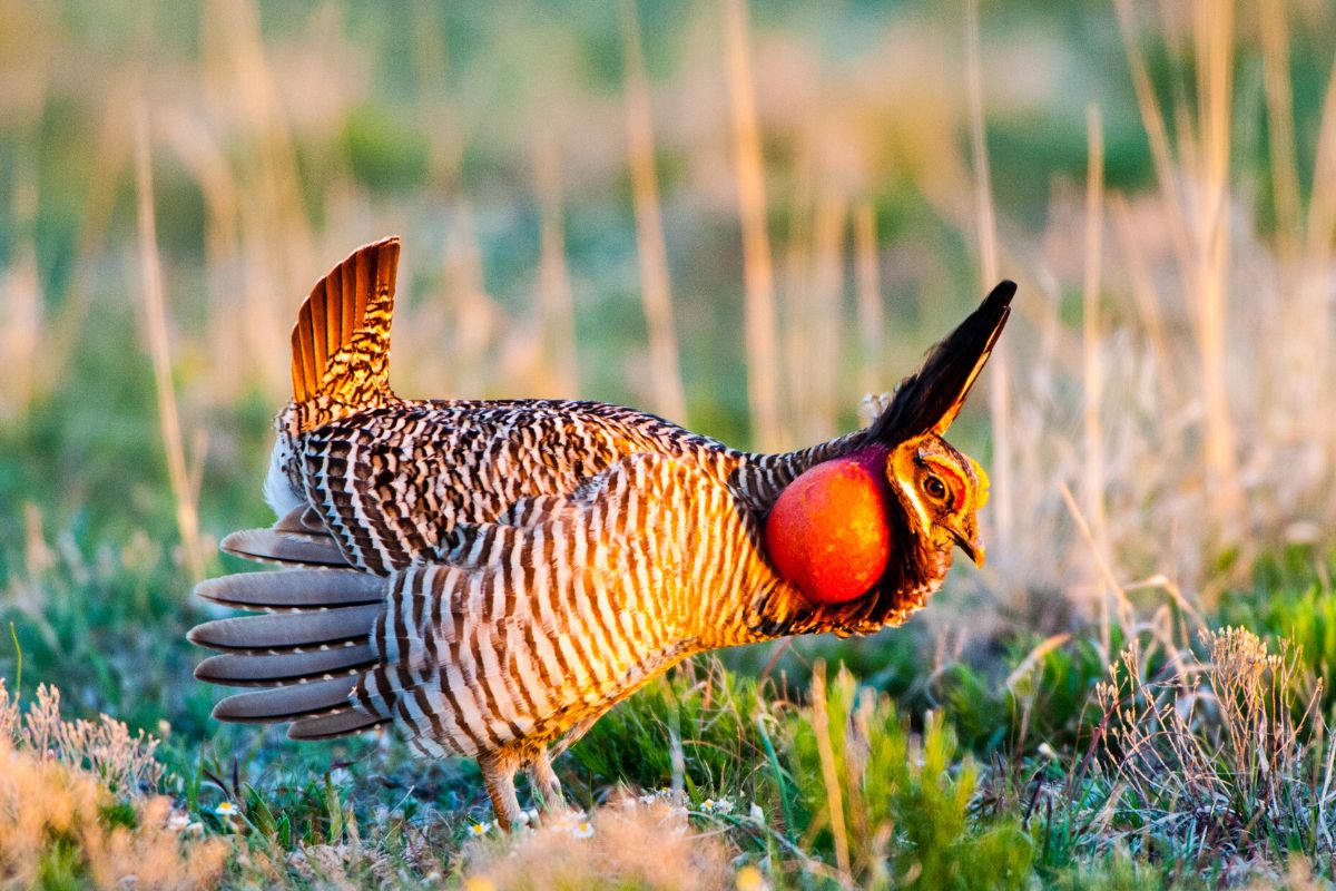 A prairie chicken on a meadow on a sunny day.