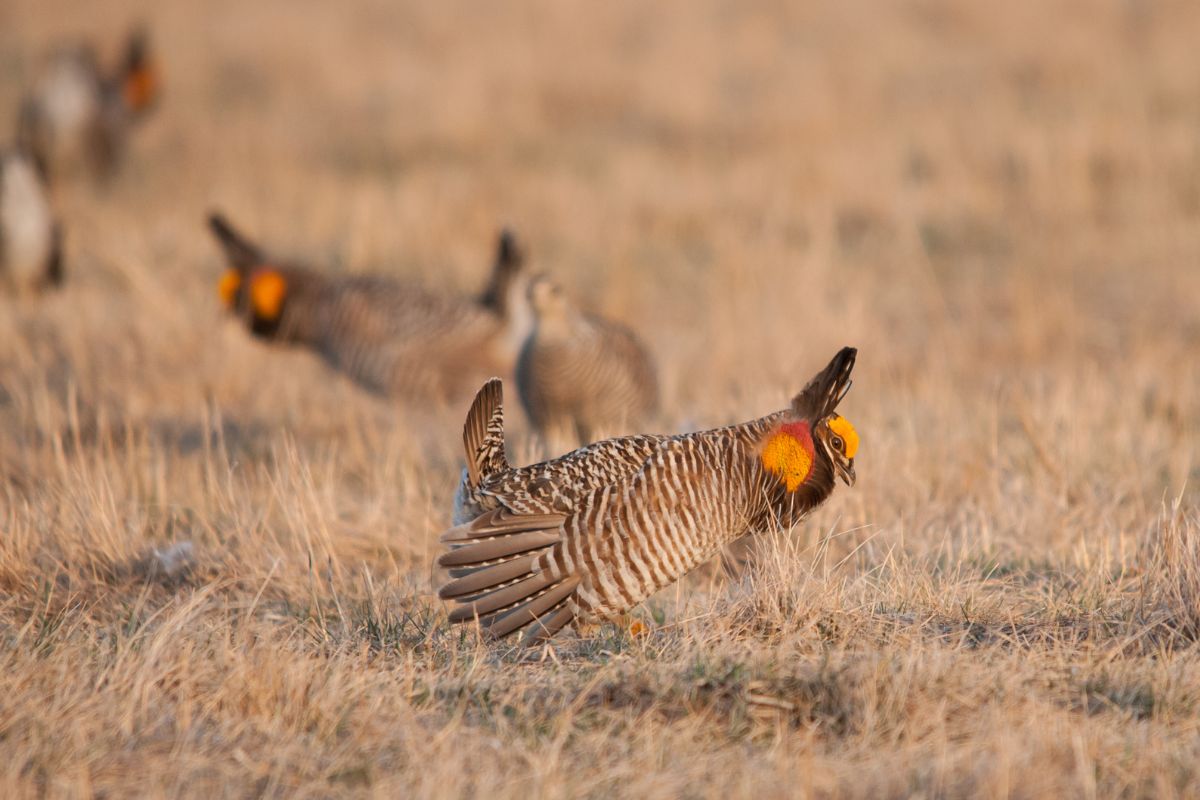 A bunch of prairie chicken in wild.