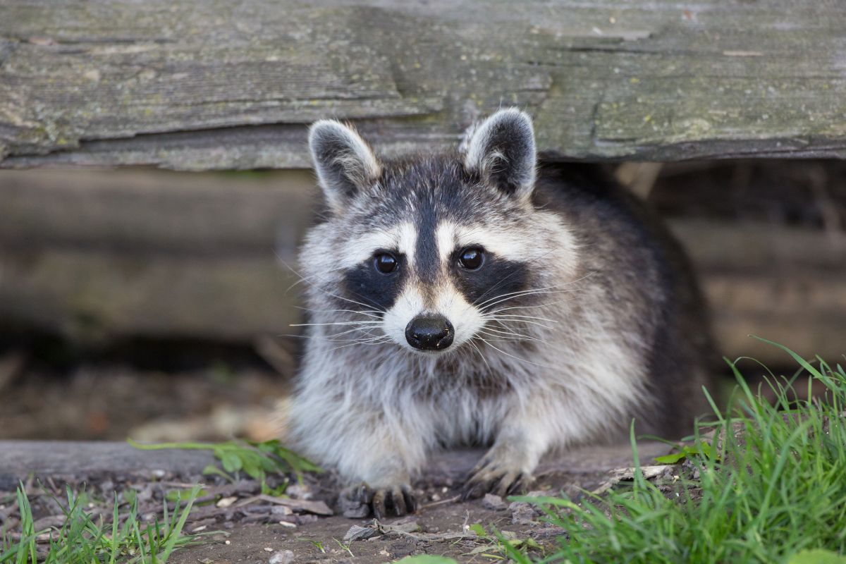 A cute raccoon coming through a wooden fence.