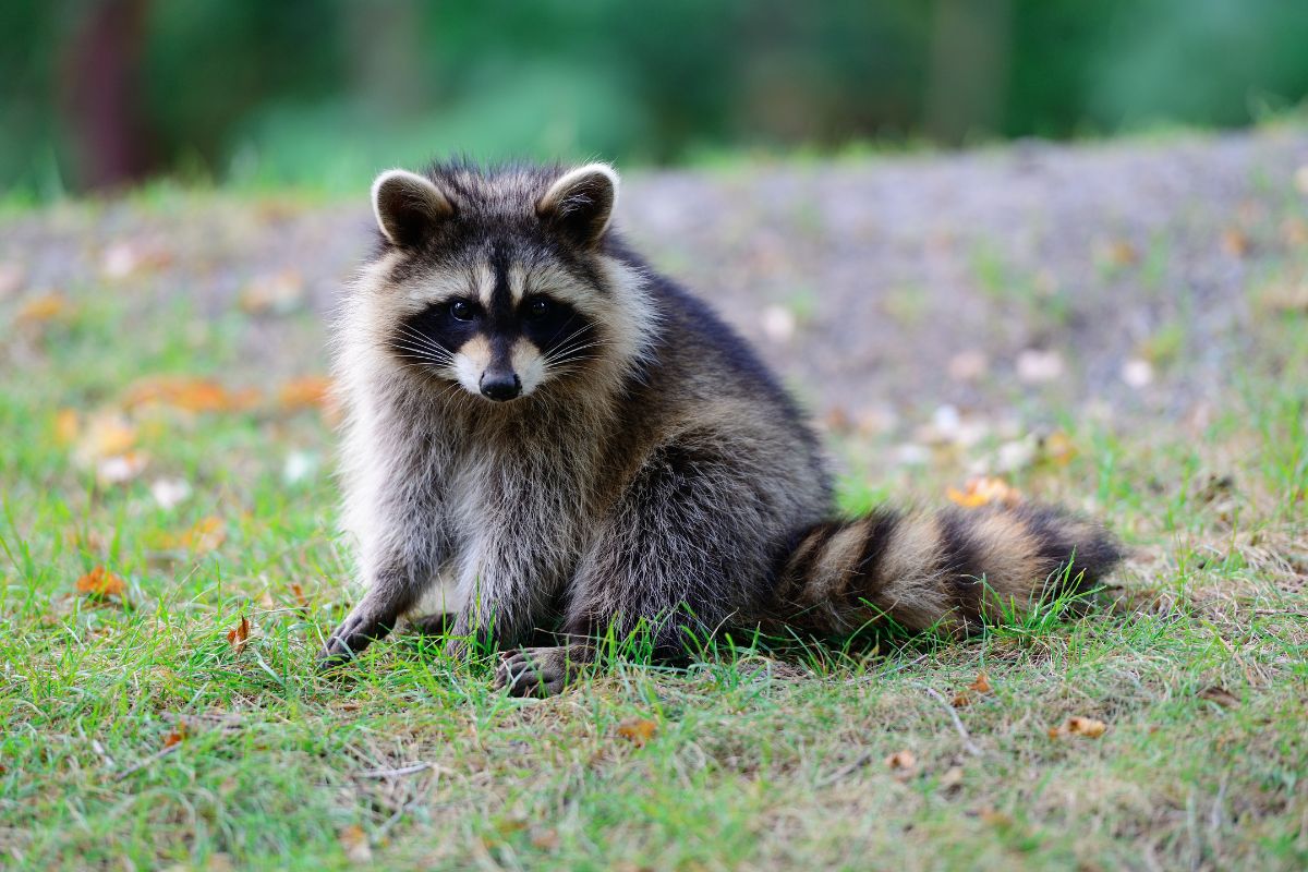 A cute raccoon sitting in a backyard.