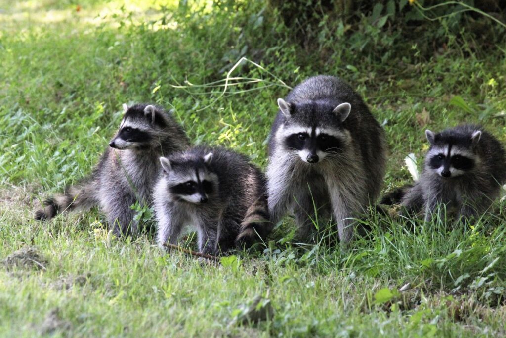 Why Do Raccoons Kill Chickens? (+ Tips To Keep Your Chickens Safe