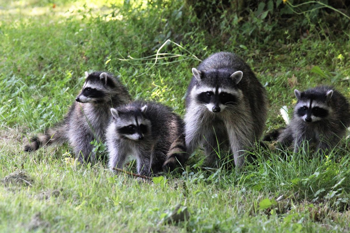 A young raccoon family in a backyard.