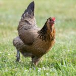 A brown chicken on a green backyard pasture.