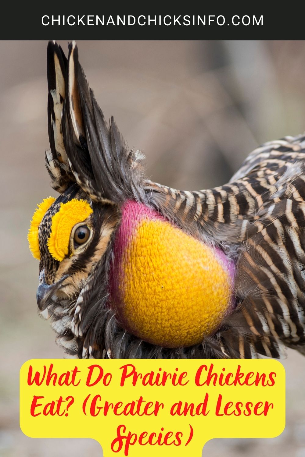 What Do Prairie Chickens Eat? (Greater and Lesser Species) poster.
