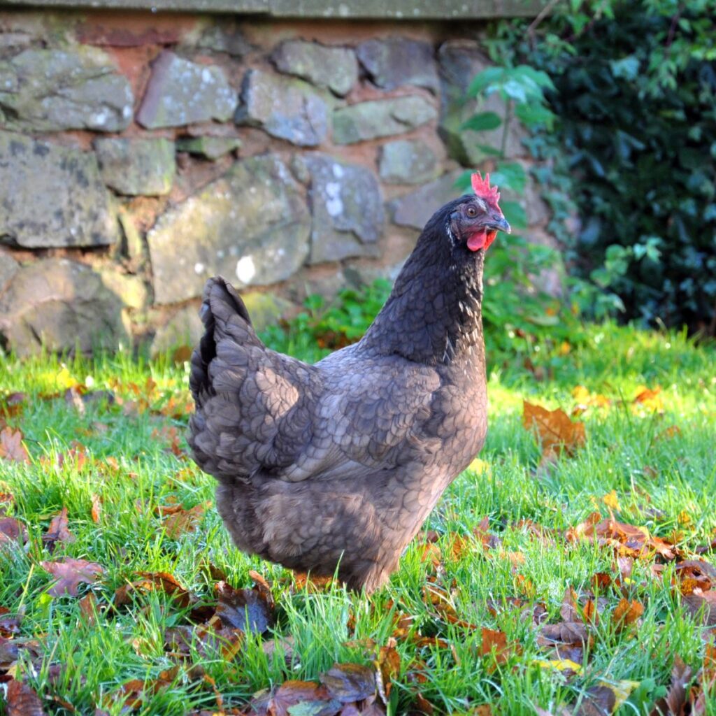 how-to-keep-neighbors-chickens-out-of-my-yard-6-methods-chicken