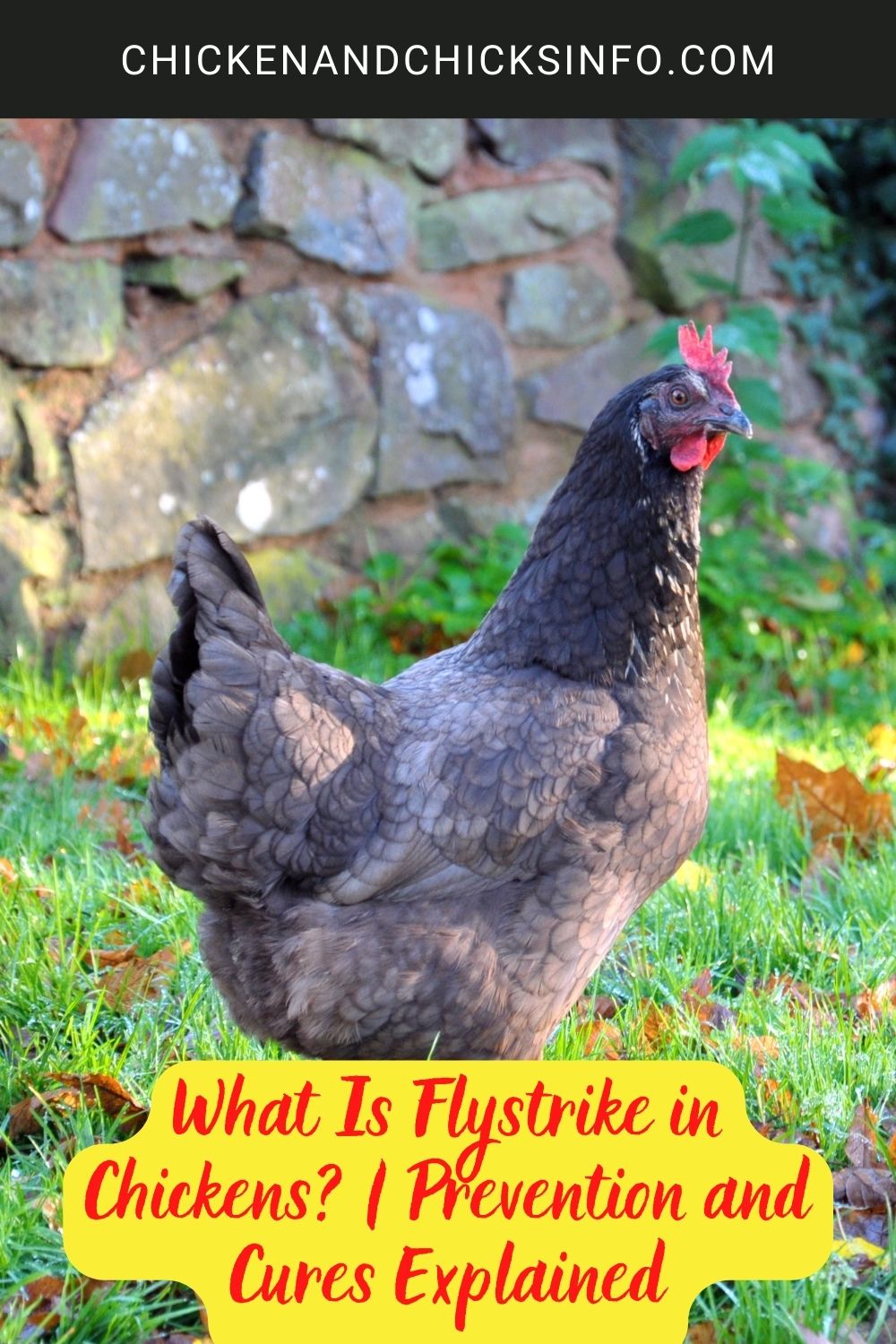 What Is Flystrike in Chickens? | Prevention and Cures Explained poster.

