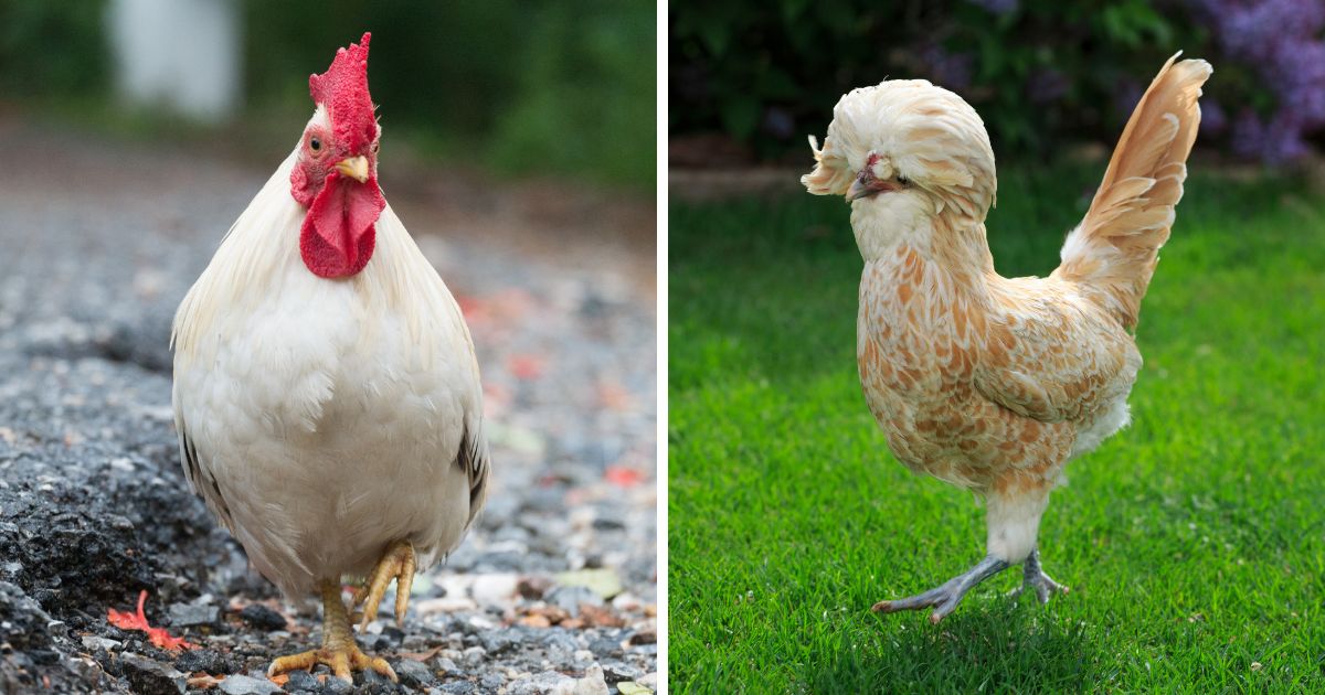 What Kinds of Chickens Lay White Eggs? (5 Breeds + Tips) Chicken