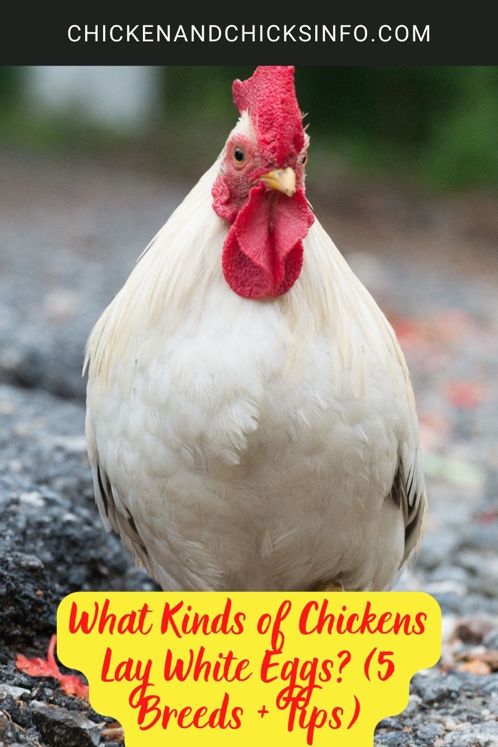 What Kinds of Chickens Lay White Eggs? (5 Breeds + Tips) poster.
