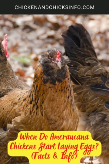 When Do Ameraucana Chickens Start Laying Eggs? (Facts & Info) - Chicken ...