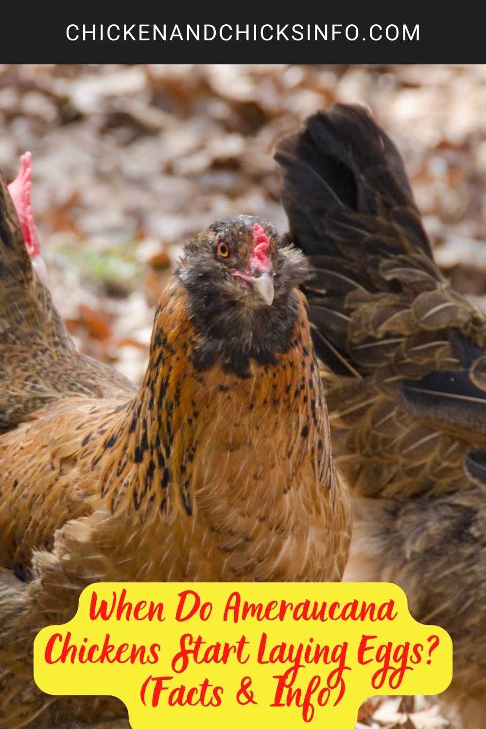 When Do Ameraucana Chickens Start Laying Eggs (Facts & Info) poster.

