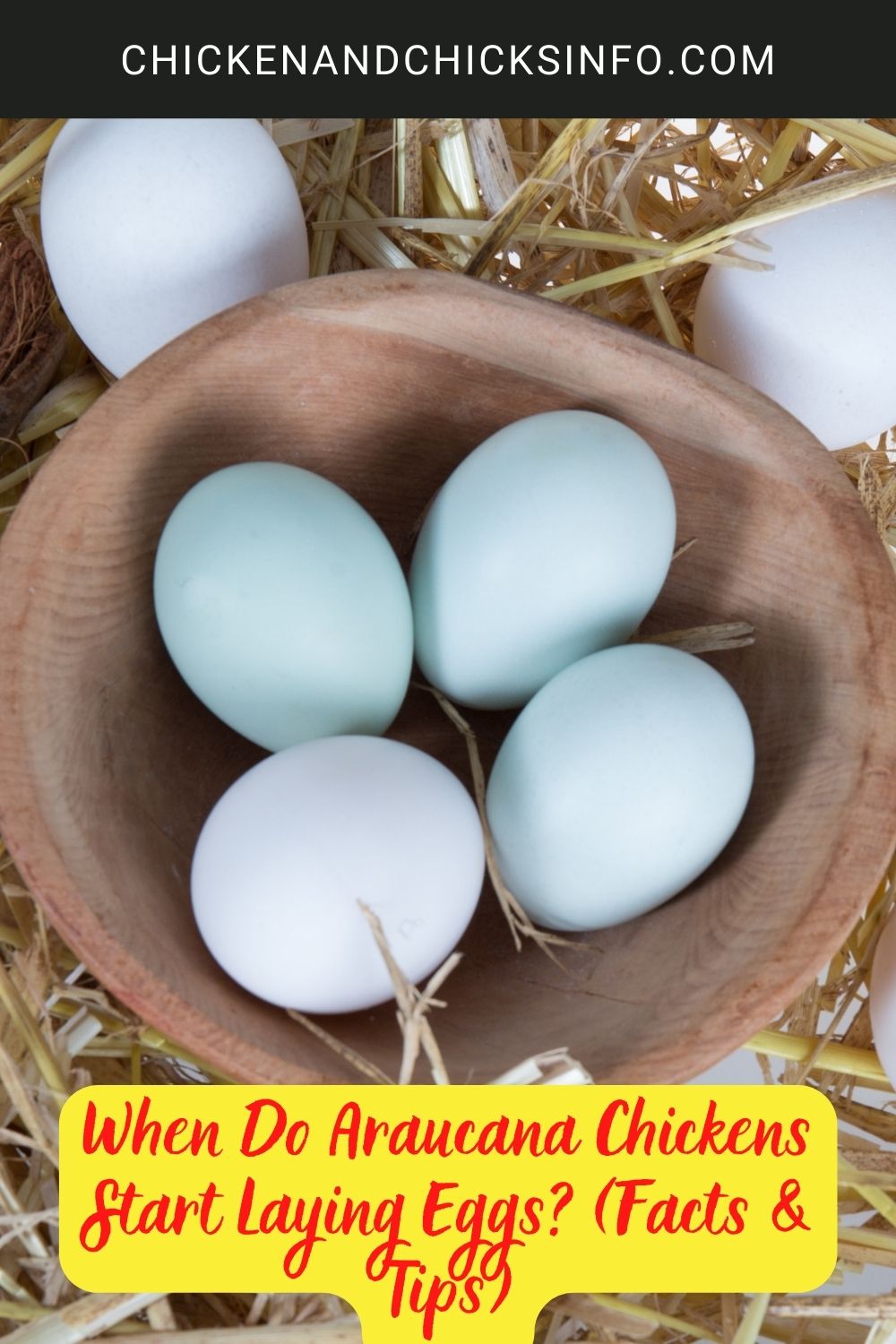 When Do Araucana Chickens Start Laying Eggs? (Facts & Tips) poster.
