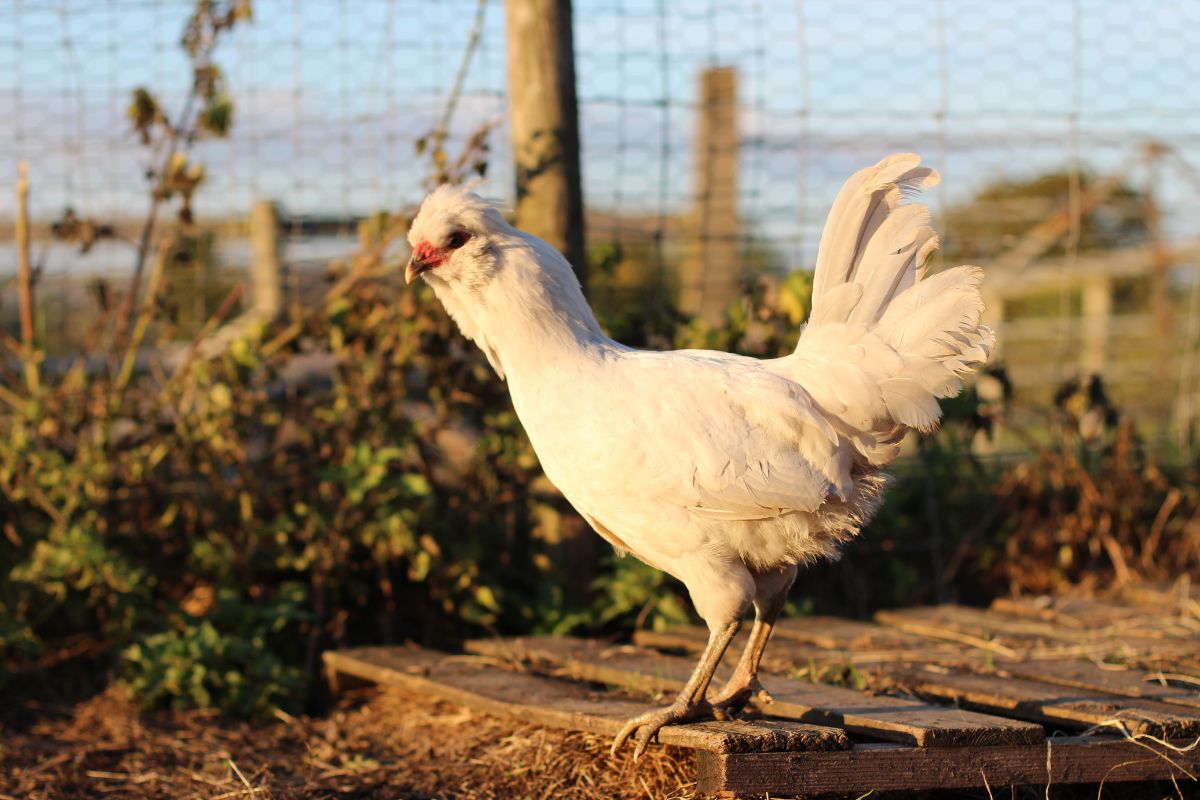 A white Araucana chicken in a backyard on a sunny day.