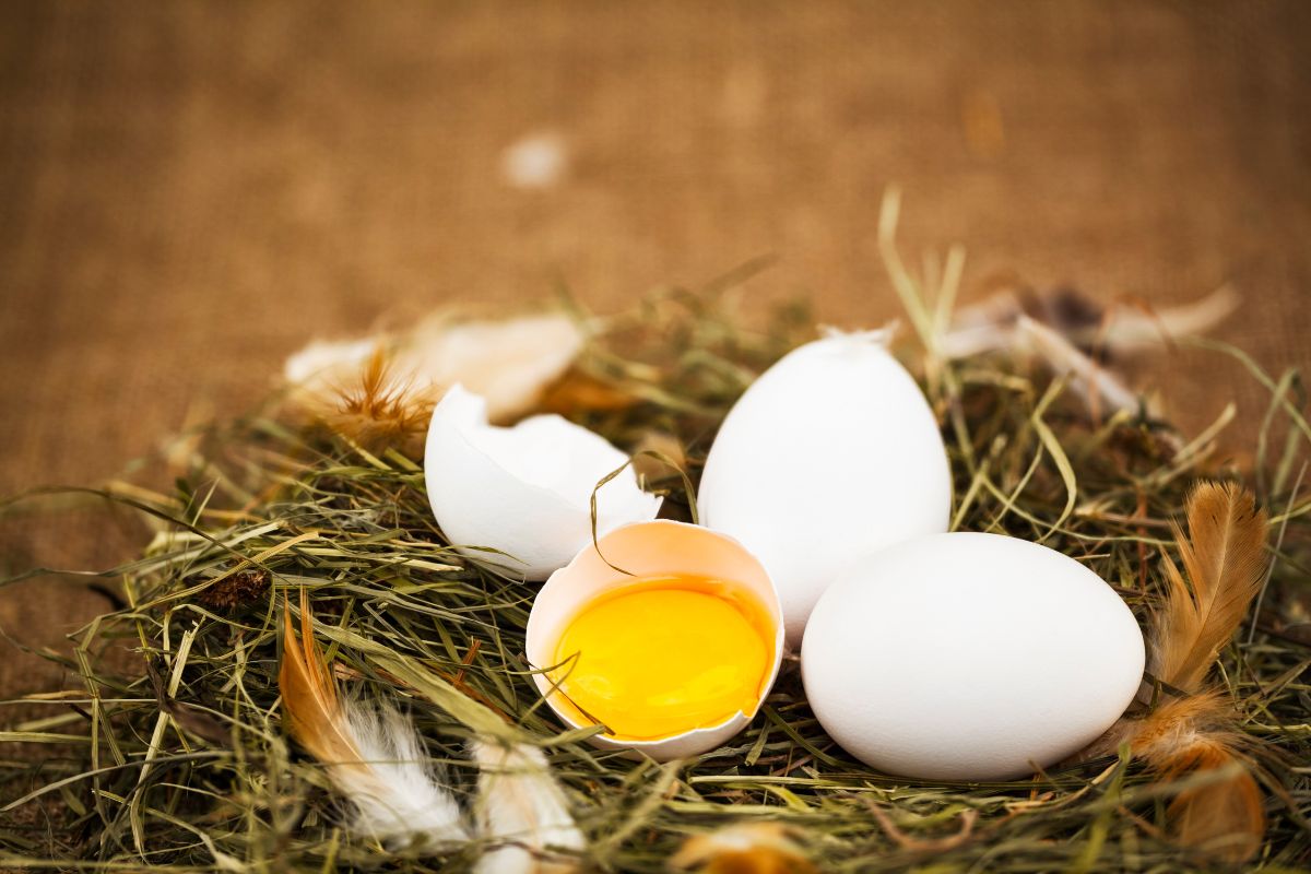 Two whole and one broken white chicken egg in a nest.