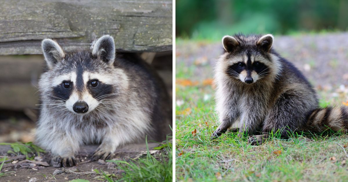 Why Do Raccoons Kill Chickens? (+ Tips To Keep Your Chickens Safe