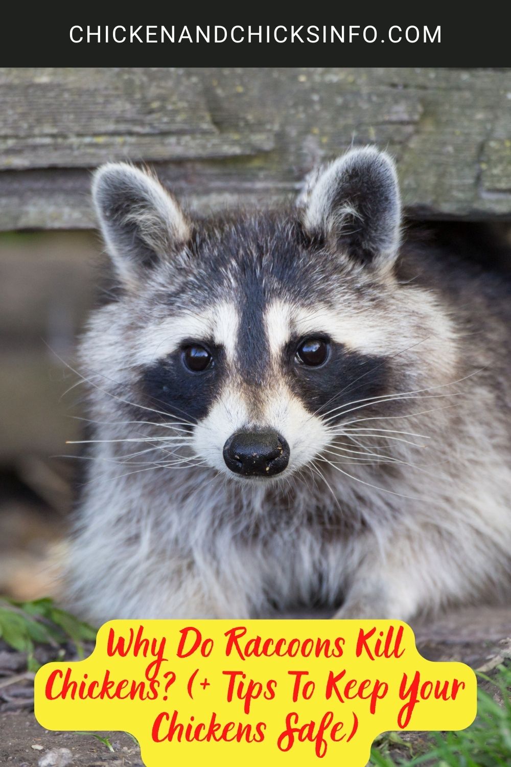 Why Do Raccoons Kill Chickens? (+ Tips To Keep Your Chickens Safe