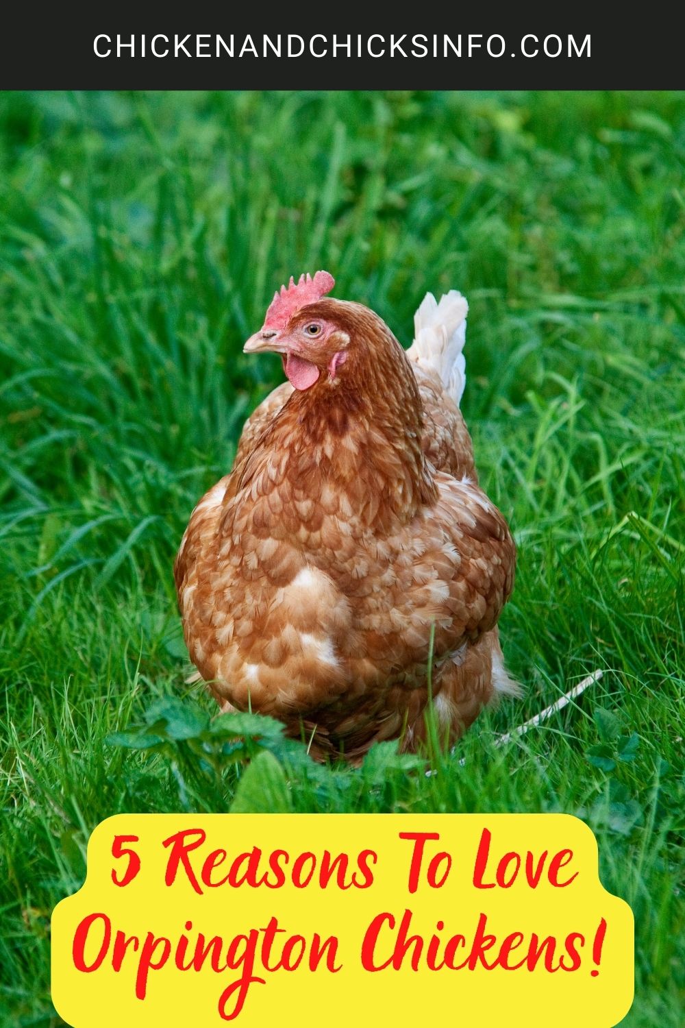 5 Reasons To Love Orpington Chickens! poster.
